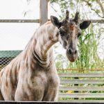 The only giraffe in Colombia is found in a biopark and everyone can go see it: it measures around 5 meters