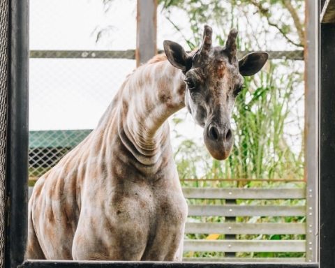 The only giraffe in Colombia is found in a biopark and everyone can go see it: it measures around 5 meters