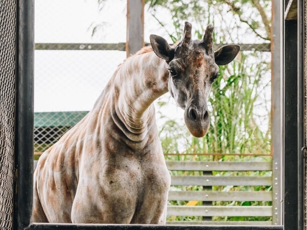 The only giraffe in Colombia is found in a biopark and everyone can go see it: it measures around 5 meters