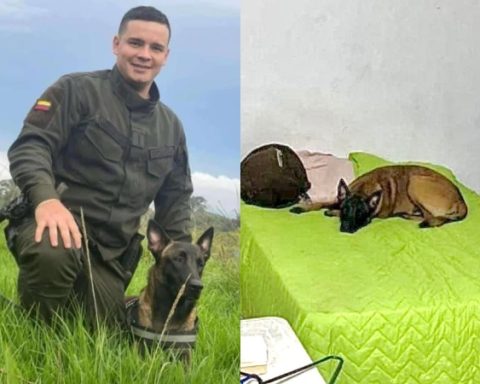 The silence of loyalty: Jan, the little dog who is still waiting for Second Lieutenant Anderson, victim of an armed attack