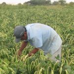 The water crisis will bring poverty and unemployment in Piura