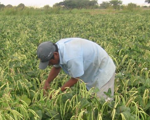 The water crisis will bring poverty and unemployment in Piura