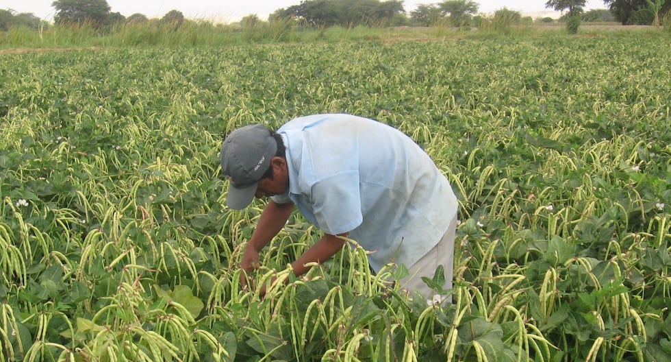 The water crisis will bring poverty and unemployment in Piura