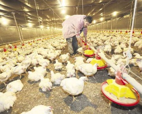 “There are sectors that are already paralyzing activities” in Cochabamba, and poultry farmers will have to sacrifice 9 million birds due to lack of food