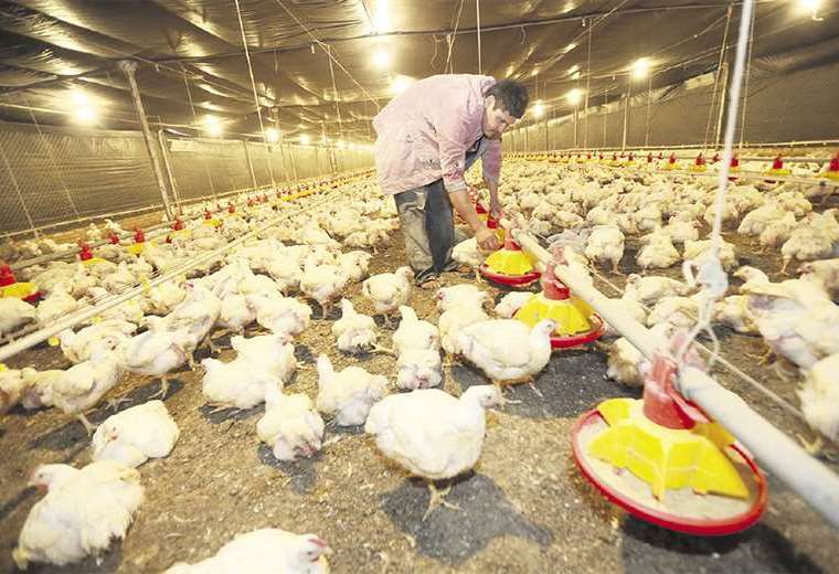 “There are sectors that are already paralyzing activities” in Cochabamba, and poultry farmers will have to sacrifice 9 million birds due to lack of food