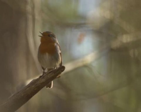 This is how the version of the national anthem was created, performed by different animal species.