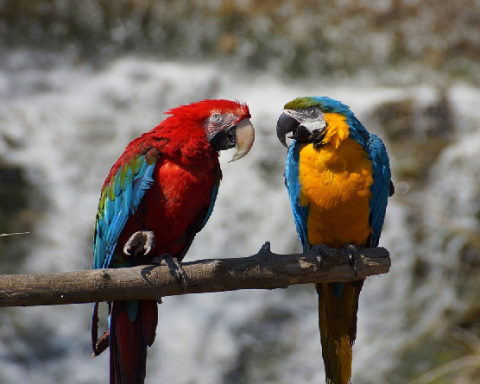 Venezuela ha reinsertado 42 mil ejemplares de fauna silvestre a su hábitat natural