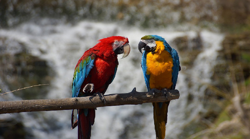 Venezuela ha reinsertado 42 mil ejemplares de fauna silvestre a su hábitat natural