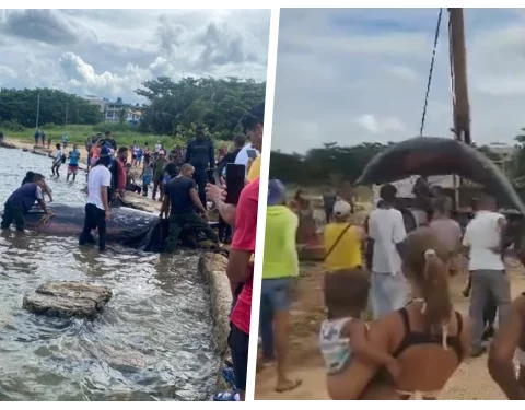 Ballena en Playa Baracoa