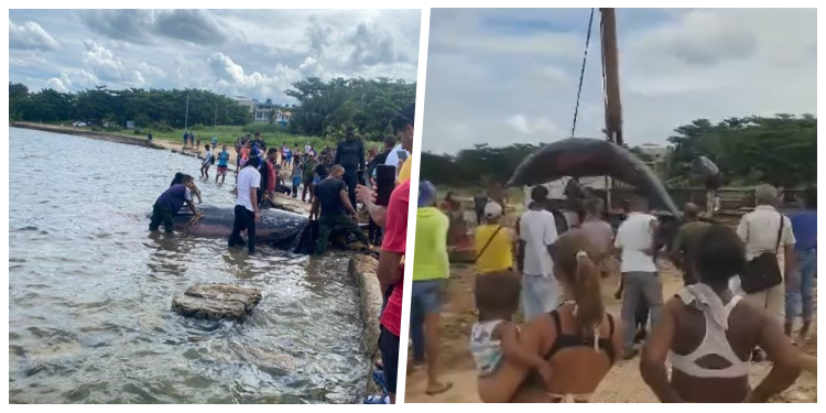 Ballena en Playa Baracoa