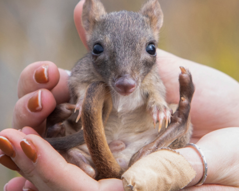 Wild animal populations have declined by 73% on average in 50 years, study finds