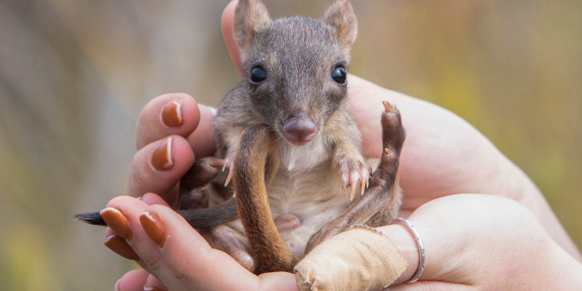 Wild animal populations have declined by 73% on average in 50 years, study finds