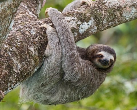 Woman was sentenced to prison and an unpayable fine for the death of a sloth bear she had as a pet