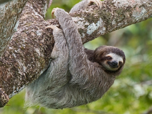 Woman was sentenced to prison and an unpayable fine for the death of a sloth bear she had as a pet