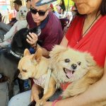 World Animal Day: Dozens of pets are blessed in Arequipa (VIDEO)