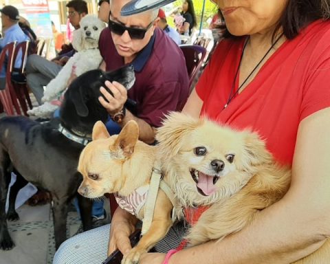 World Animal Day: Dozens of pets are blessed in Arequipa (VIDEO)