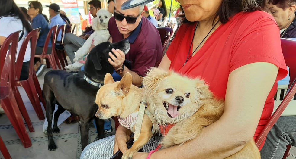 World Animal Day: Dozens of pets are blessed in Arequipa (VIDEO)