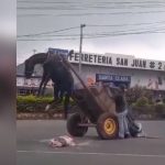 Animal abuse goes viral on social networks: A horse overloaded with blocks is left hanging in a cart