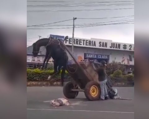 Animal abuse goes viral on social networks: A horse overloaded with blocks is left hanging in a cart