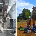 'Bear': The stray dog ​​that now has its own monument and is the symbol of the dog park (VIDEO)