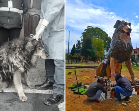 'Bear': The stray dog ​​that now has its own monument and is the symbol of the dog park (VIDEO)