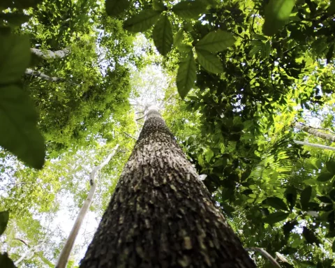 CNJ opens national land regularization week in the Amazon