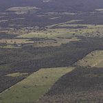 Deforestation drops 55% in the Atlantic Forest in the first half of the year