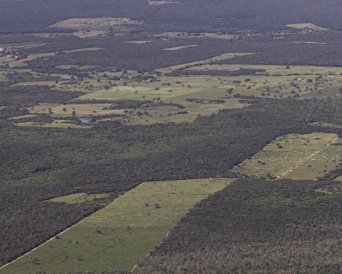 Deforestation drops 55% in the Atlantic Forest in the first half of the year