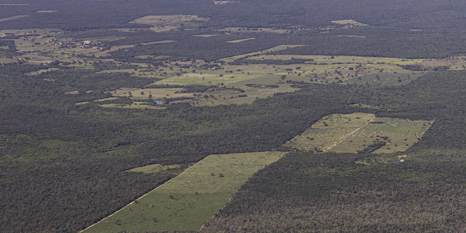 Deforestation drops 55% in the Atlantic Forest in the first half of the year