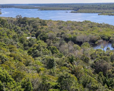 Deforestation in the Amazon falls 30.6% in one year