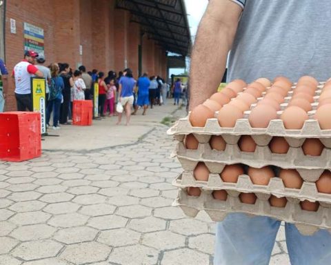 Egg producers face an increase of up to 60% in the price of inputs