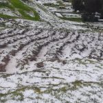 Huancayo: 159 hectares of crops affected by the hailstorm