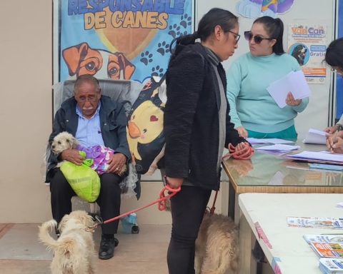 Huancayo: More than 60 dogs and cats were sterilized in Chilca