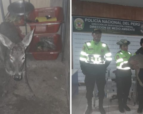 Huancayo: They rescue a deer that was attacked by dogs