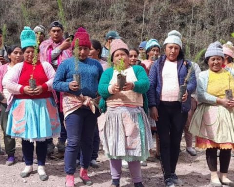 Huancayo: They will plant 7,000 pine and quinual seedlings to recover Sapallanga meadows