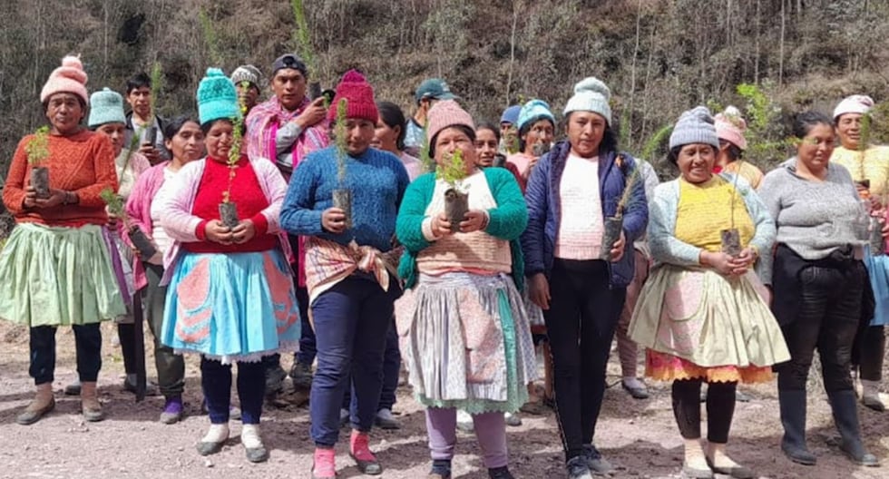 Huancayo: They will plant 7,000 pine and quinual seedlings to recover Sapallanga meadows