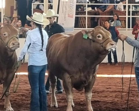 Jalisco produces 80% of elite Limousin cattle genetics