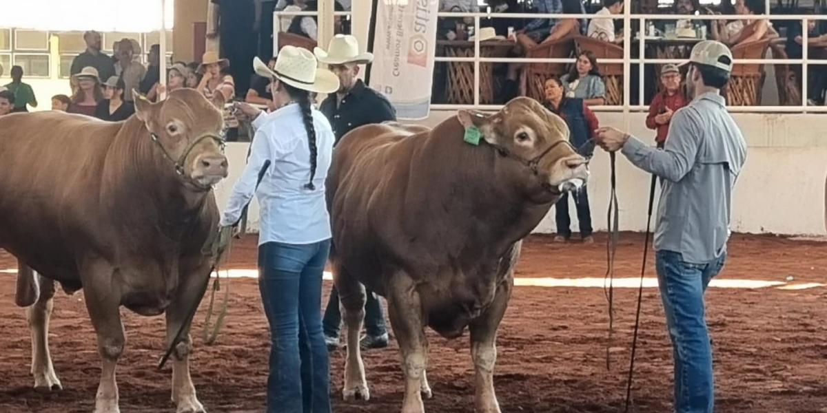 Jalisco produces 80% of elite Limousin cattle genetics