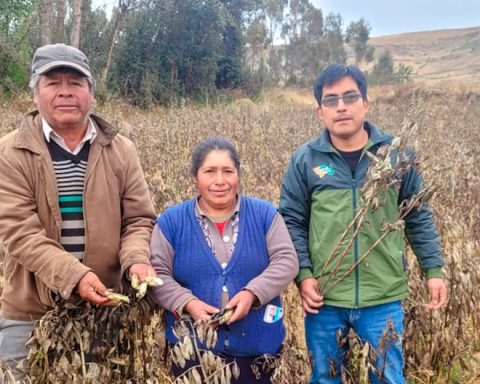 Junín: Catastrophic Agricultural Insurance offers a subsidy of 800 soles per hectare lost