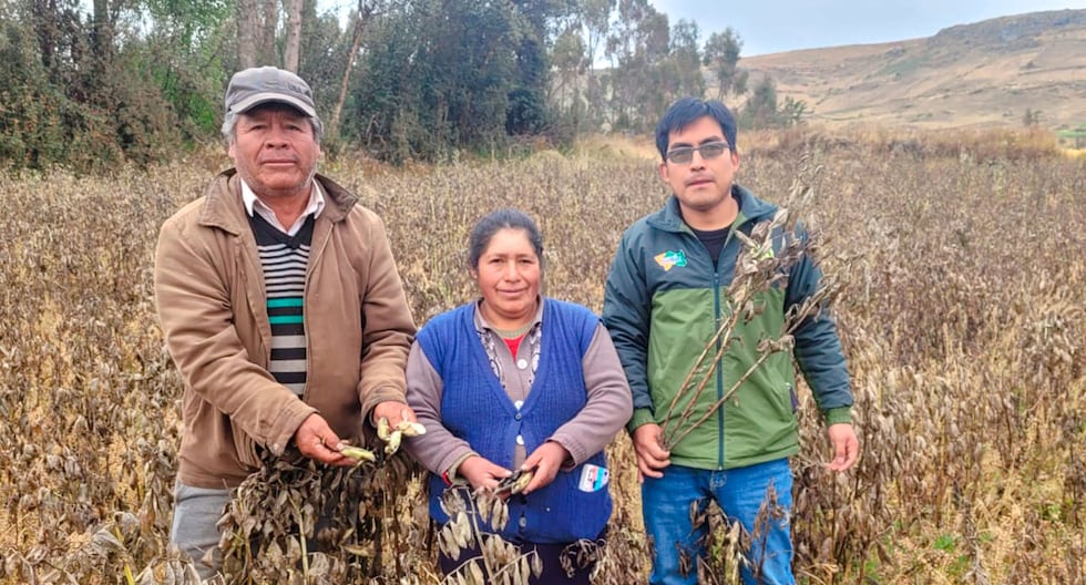 Junín: Catastrophic Agricultural Insurance offers a subsidy of 800 soles per hectare lost