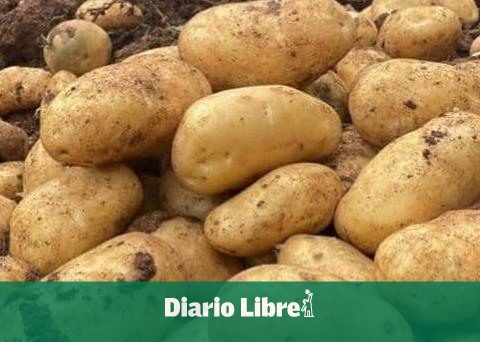 Limber Cruz: DR managed to be self-sufficient in potato production