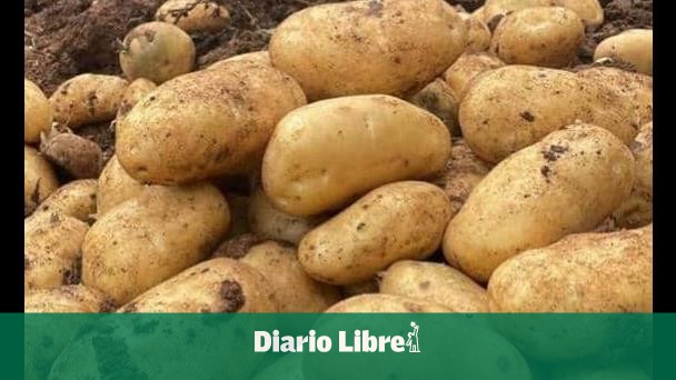 Limber Cruz: DR managed to be self-sufficient in potato production