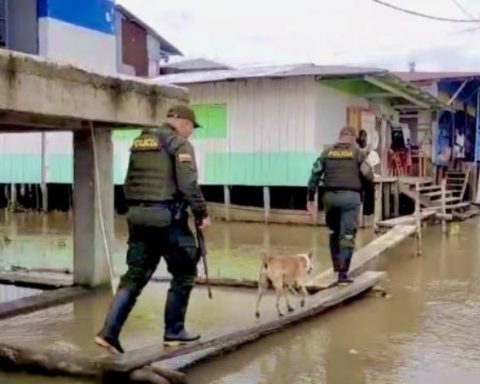 'Mocho', the dog that faithfully accompanies Police patrols in Chocó: a symbol of love and loyalty