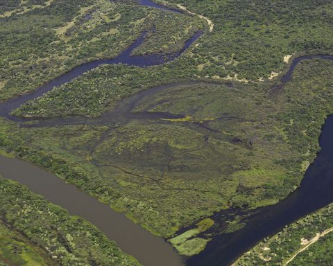 Most of the Atlantic Forest has less than 30% native vegetation