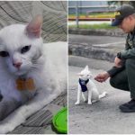 Moving story of 'Bily', the cat that was mistreated in Cali and whose savior was a police officer: there was a happy ending