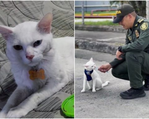 Moving story of 'Bily', the cat that was mistreated in Cali and whose savior was a police officer: there was a happy ending