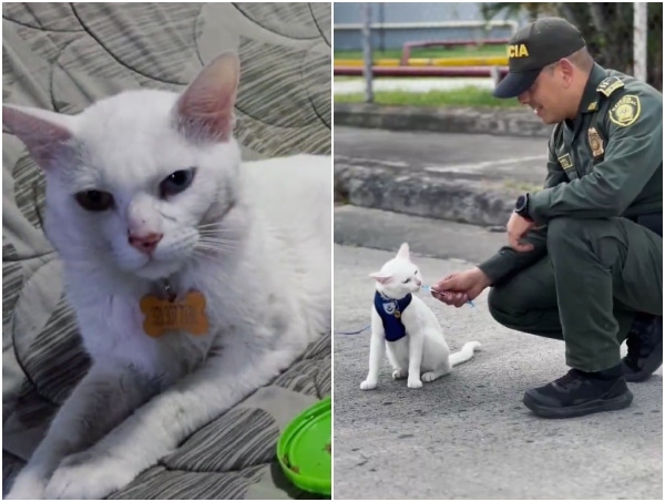 Moving story of 'Bily', the cat that was mistreated in Cali and whose savior was a police officer: there was a happy ending