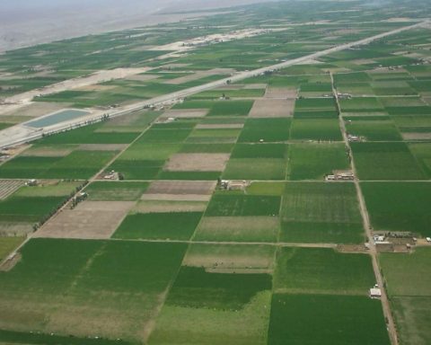 Peruvian agriculture: A new path