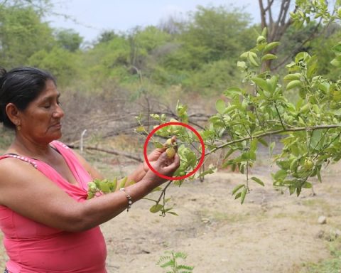 Piura's lemons remain small due to lack of water