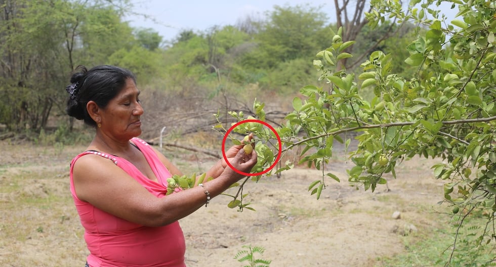 Piura's lemons remain small due to lack of water